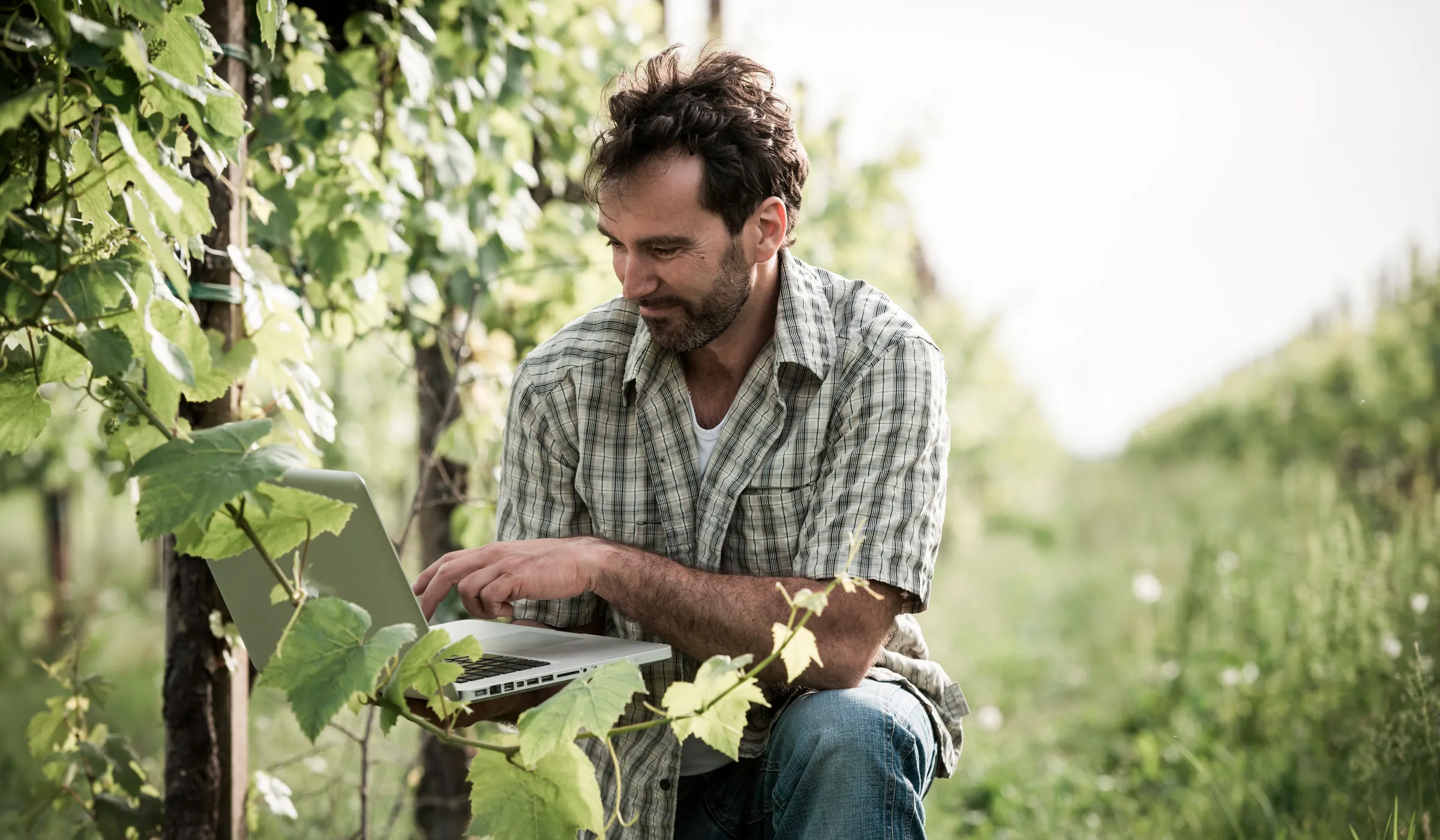 Person mit Laptop im Weinberg